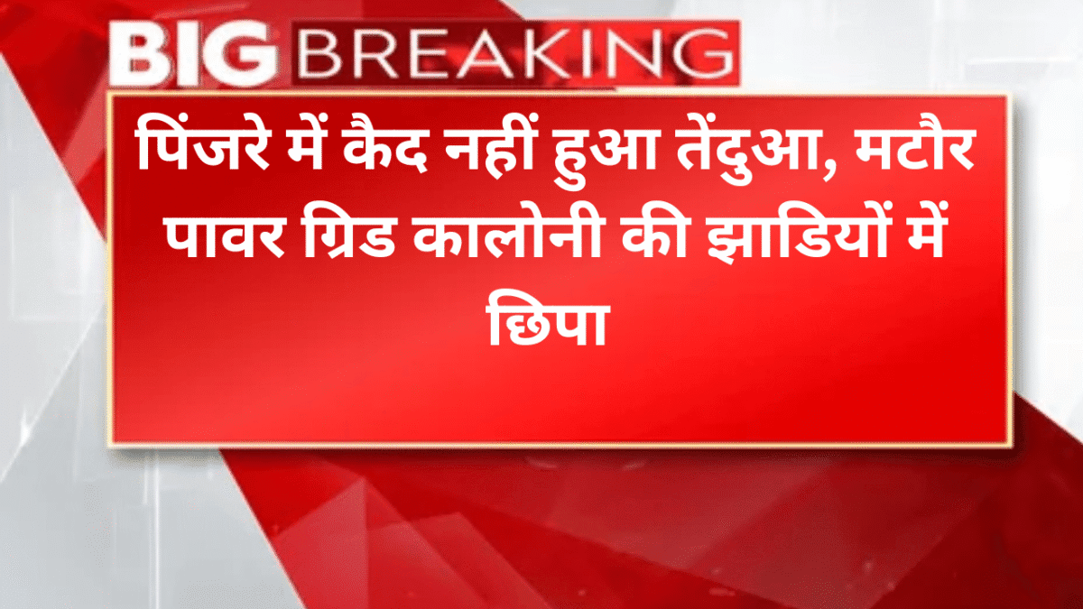 पिंजरे में कैद नहीं हुआ तेंदुआ, मटौर पावर ग्रिड कालोनी की झाडियों में छिपा